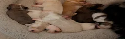 Mixed Breed dogs for sale: Adorable little bundles of joy!!  in Margate - Advert 28