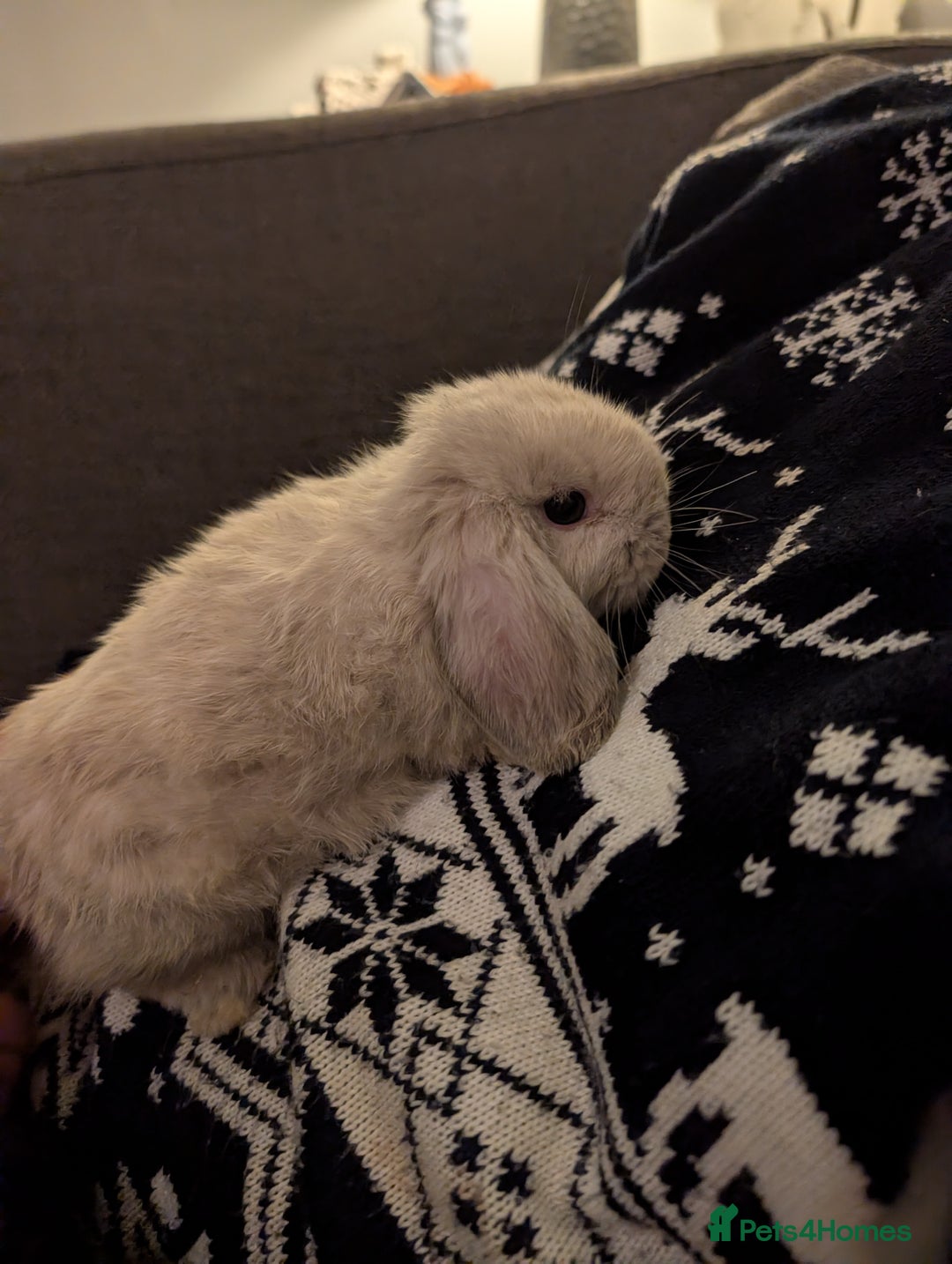 Mini Lop rabbits for sale: Mini Lops £70  - Advert 10