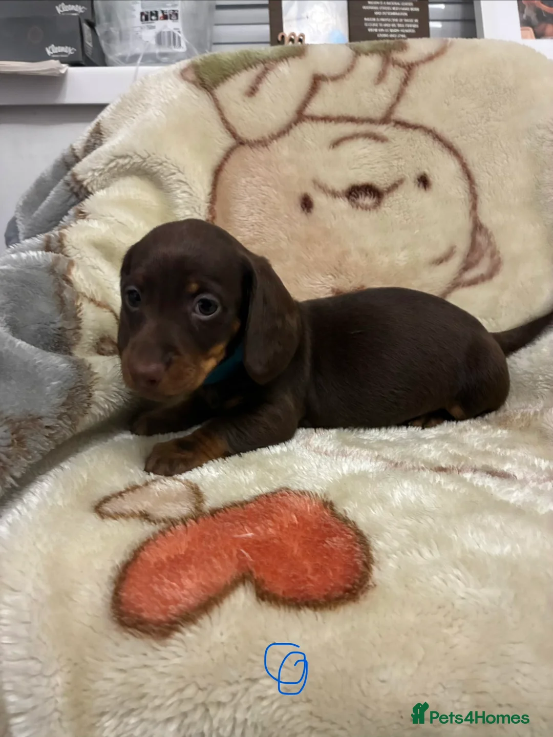 Miniature Dachshund dogs for sale: Gorgeous miniature dachshund  - Advert 3