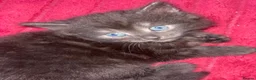 Mixed Breed cats for sale: Extra fluffy kittens - Advert 19