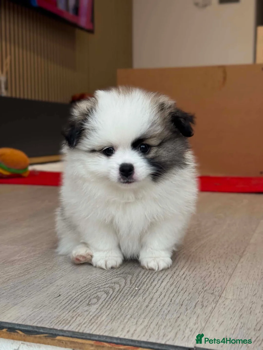 Pomeranian dogs for sale: Tiny Teddy Pomeranian Puppies for sale  - Advert 30