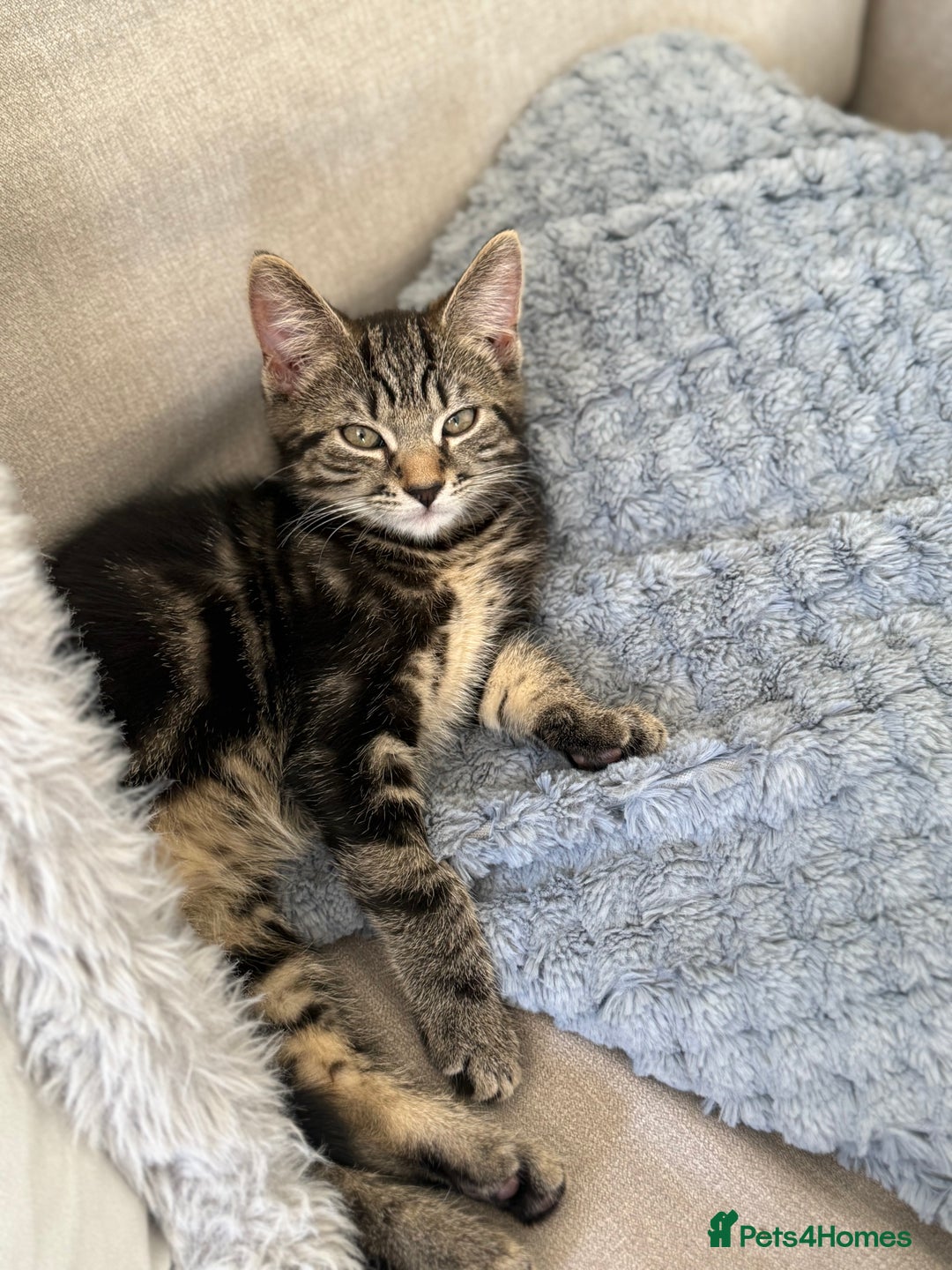 British Longhair cats for sale: Kitten  - Image 1