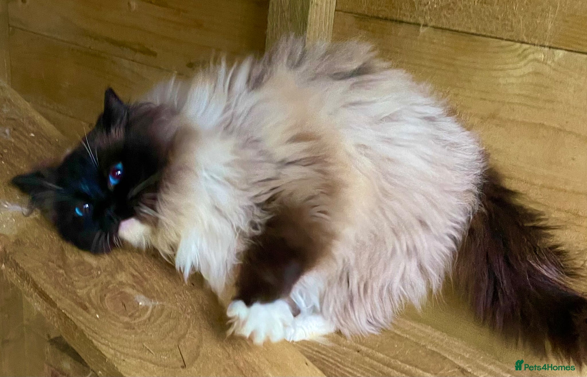 Ragdoll cats Active stud available GCCF  - Advert 2