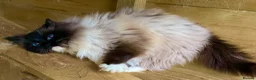 Ragdoll cats for stud: Active stud available GCCF  - Advert 5