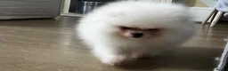 Pomeranian dogs for sale:     Luxury White Pomeranian Puppies  - Advert 3