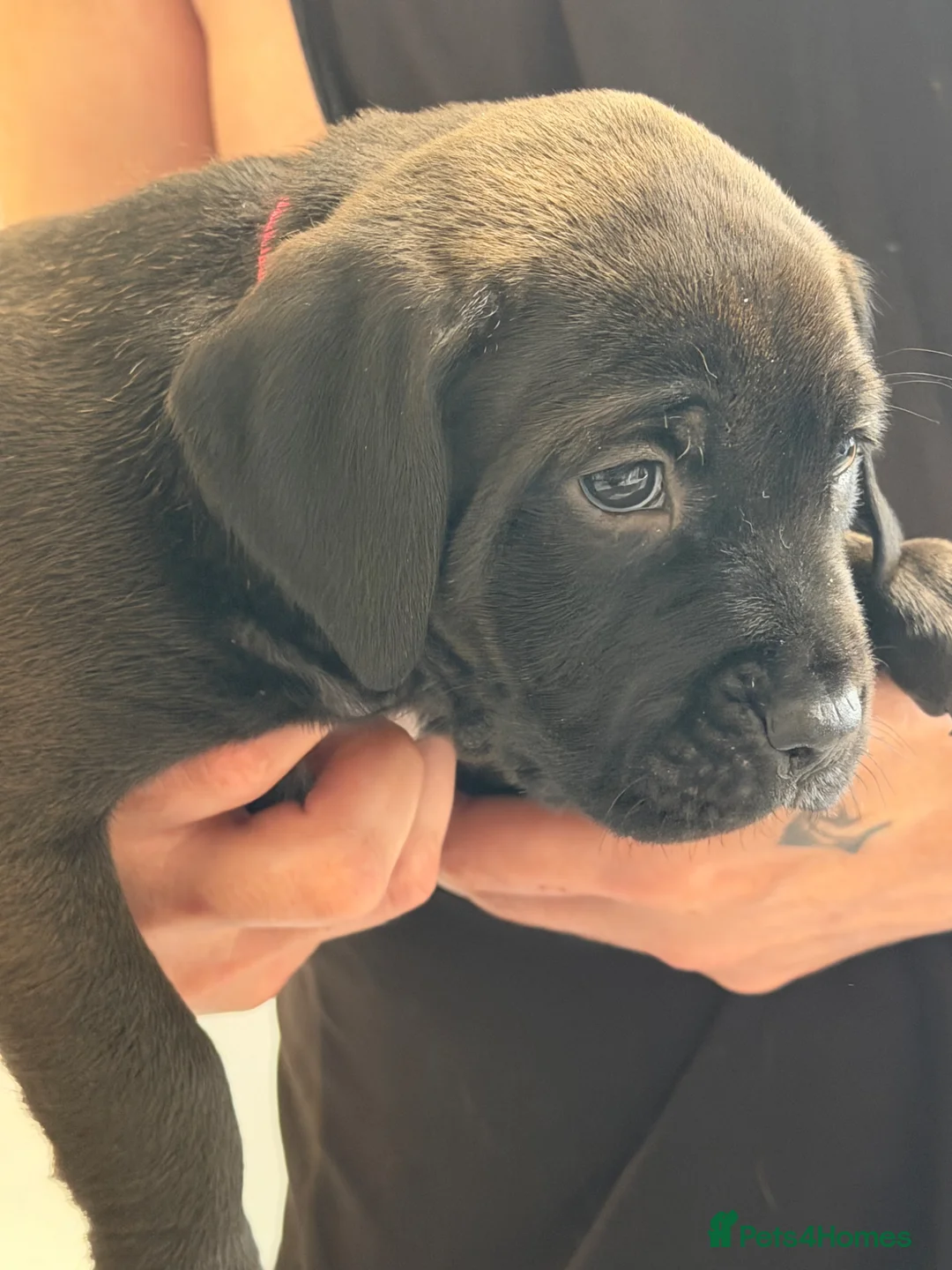 Mixed Breed dogs for sale: Staffordshire bull terrier / lab  - Advert 2