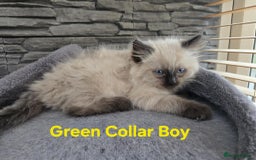 Ragdoll cats for sale: Beautiful fluffy Ragdolls / 2 boys left - Image 17