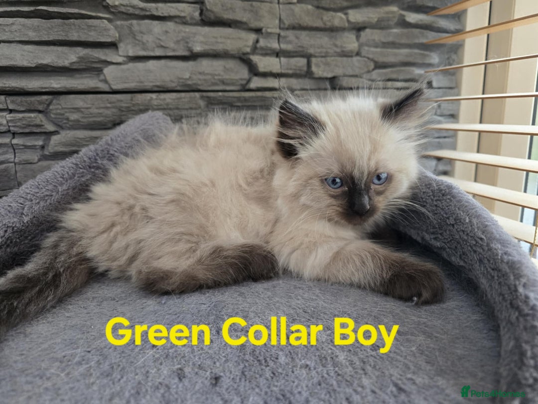 Ragdoll cats for sale: Beautiful fluffy Ragdolls / 2 boys left - Image 17