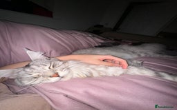 Maine Coon cats for sale: Looking for a temporary home for my cat - Image 5