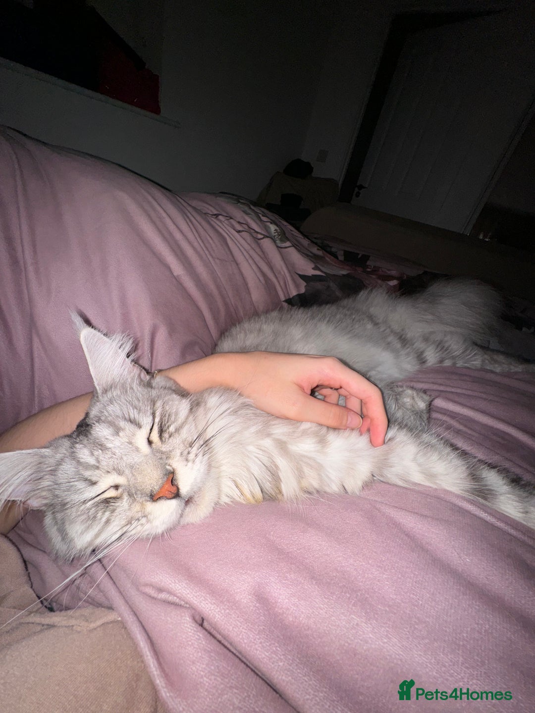 Maine Coon cats for sale: Looking for a temporary home for my cat - Image 5