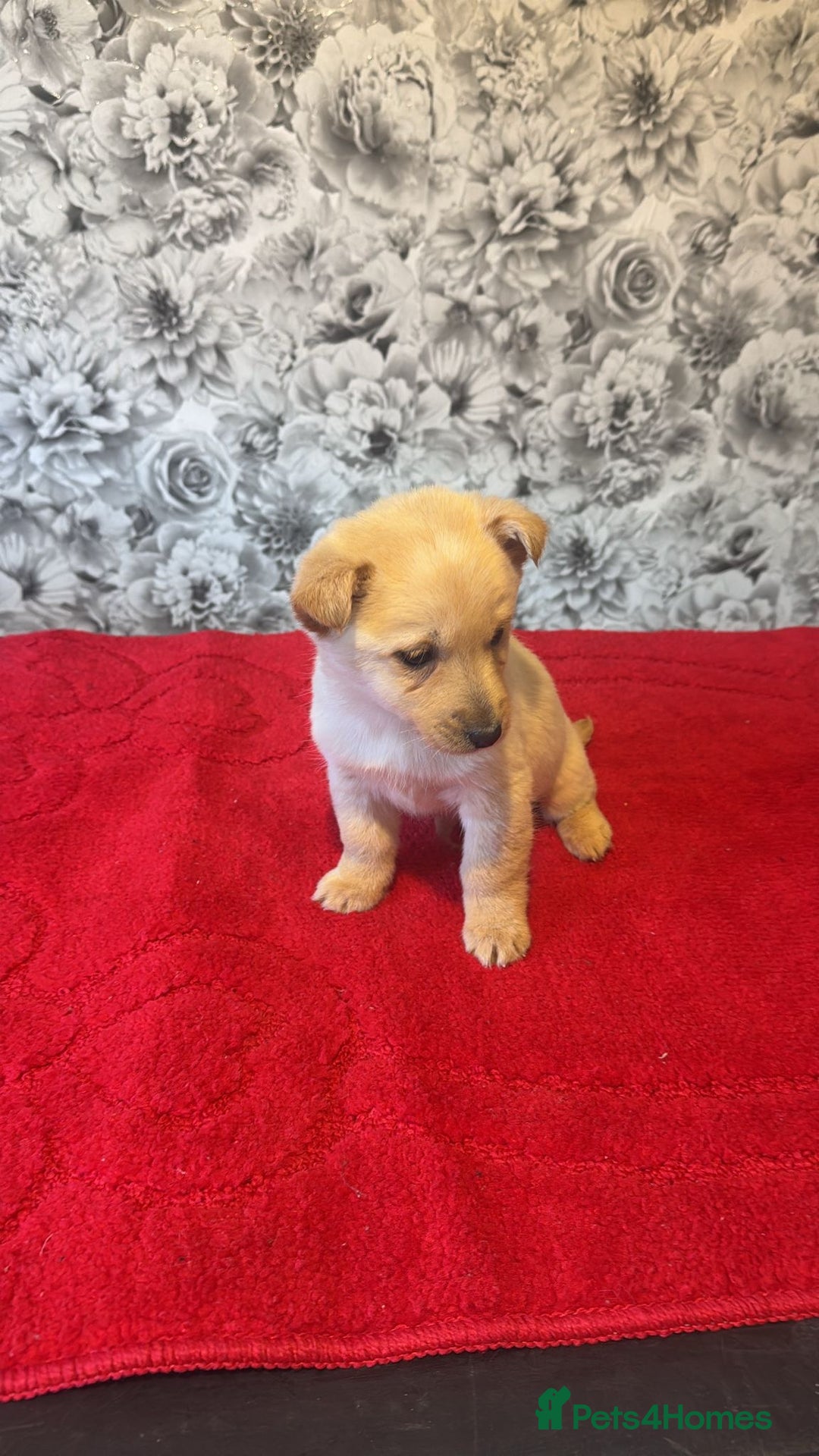 Mixed Breed dogs for sale: 6 beautiful cockapoo x terriers  - Advert 6