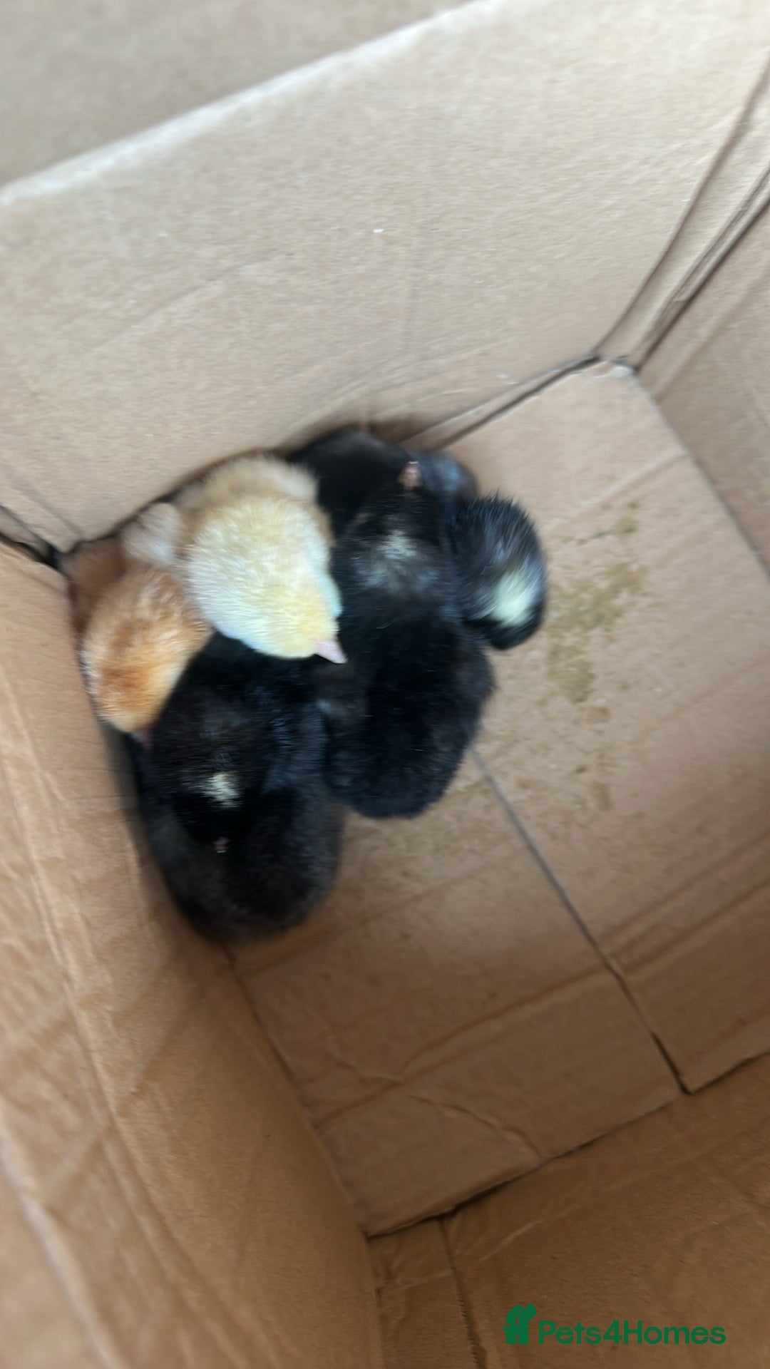 Chickens poultry for sale: Prairie bluebell chicks - Image 3