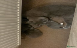 British Shorthair cats for sale: Gorgeous Short-hair British Blue - Image 2