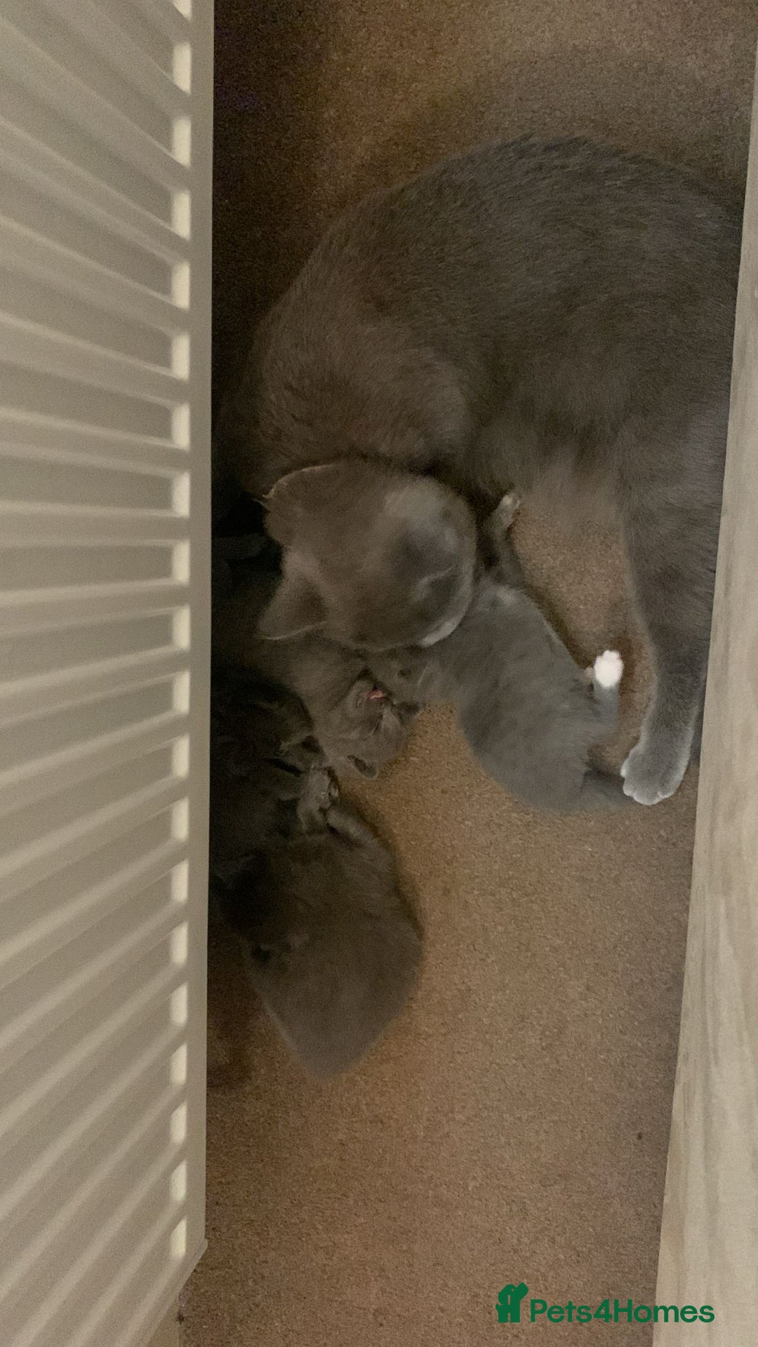 British Shorthair cats for sale: Gorgeous Short-hair British Blue - Image 2