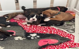 Boxer dogs for sale: Beautiful boxer puppies available  - Image 32