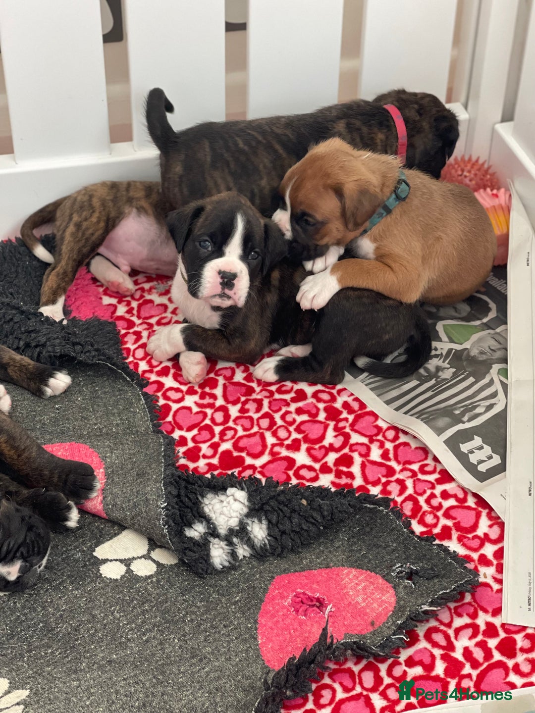 Boxer dogs for sale: Beautiful boxer puppies available  - Image 32