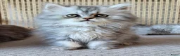 Munchkin cats for sale: Exceptional Quality & Extremely Rare Minuets - Advert 24