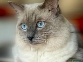 Ragdoll cats DNA TESTED🧬 Blue Point, Choc Carrier Ragdoll STUD - Advert 11