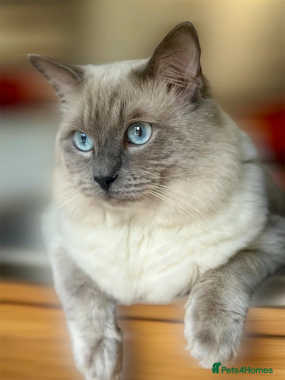 Ragdoll cats for stud: DNA TESTED🧬 Blue Point, Choc Carrier Ragdoll STUD - Advert 6