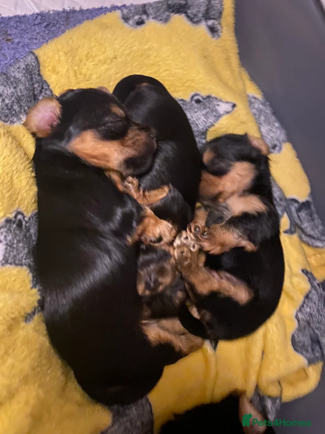 Yorkshire Terrier dogs for sale: 4 Stunning Minature Yorkshire terriers for sale  - Advert 4
