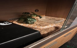 Corn Snake reptiles for sale: Corn snake - Image 1