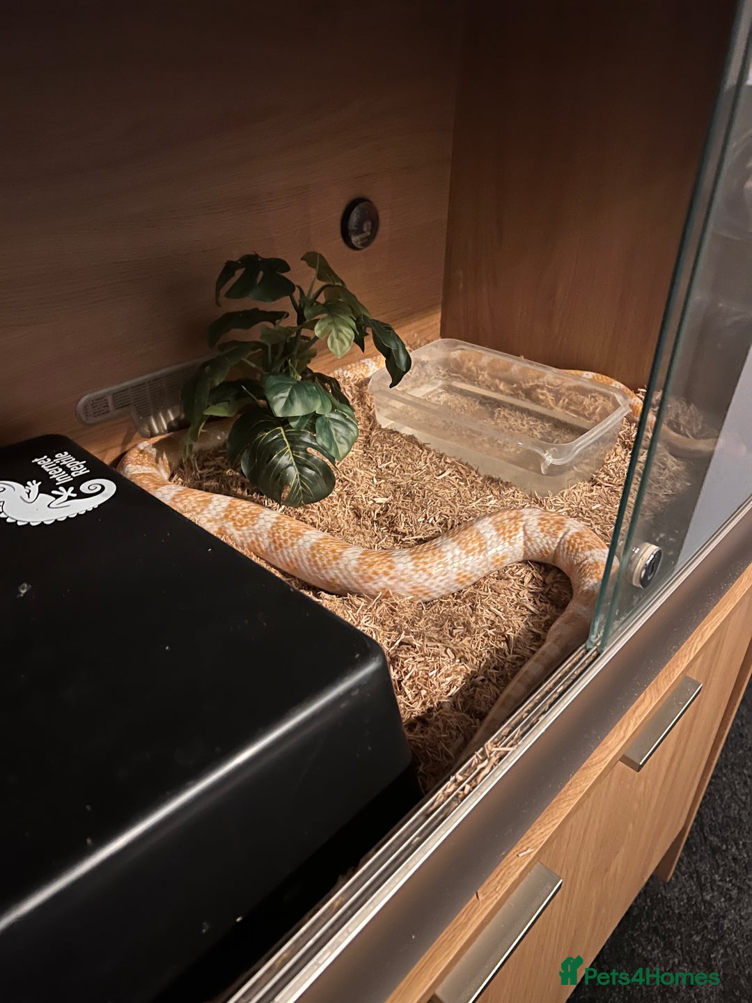 Corn Snake reptiles for sale: Corn snake - Image 1