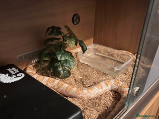 Corn Snake reptiles - Advert 14
