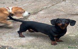 Dachshund dogs for sale: Beautiful standard dachshund litter   - Image 2