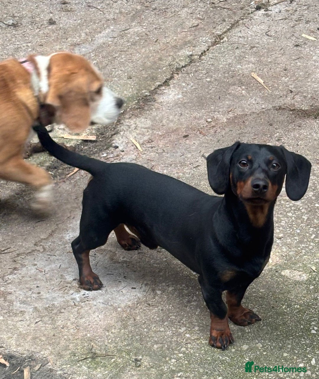 Dachshund dogs for sale: Beautiful standard dachshund litter   - Image 2
