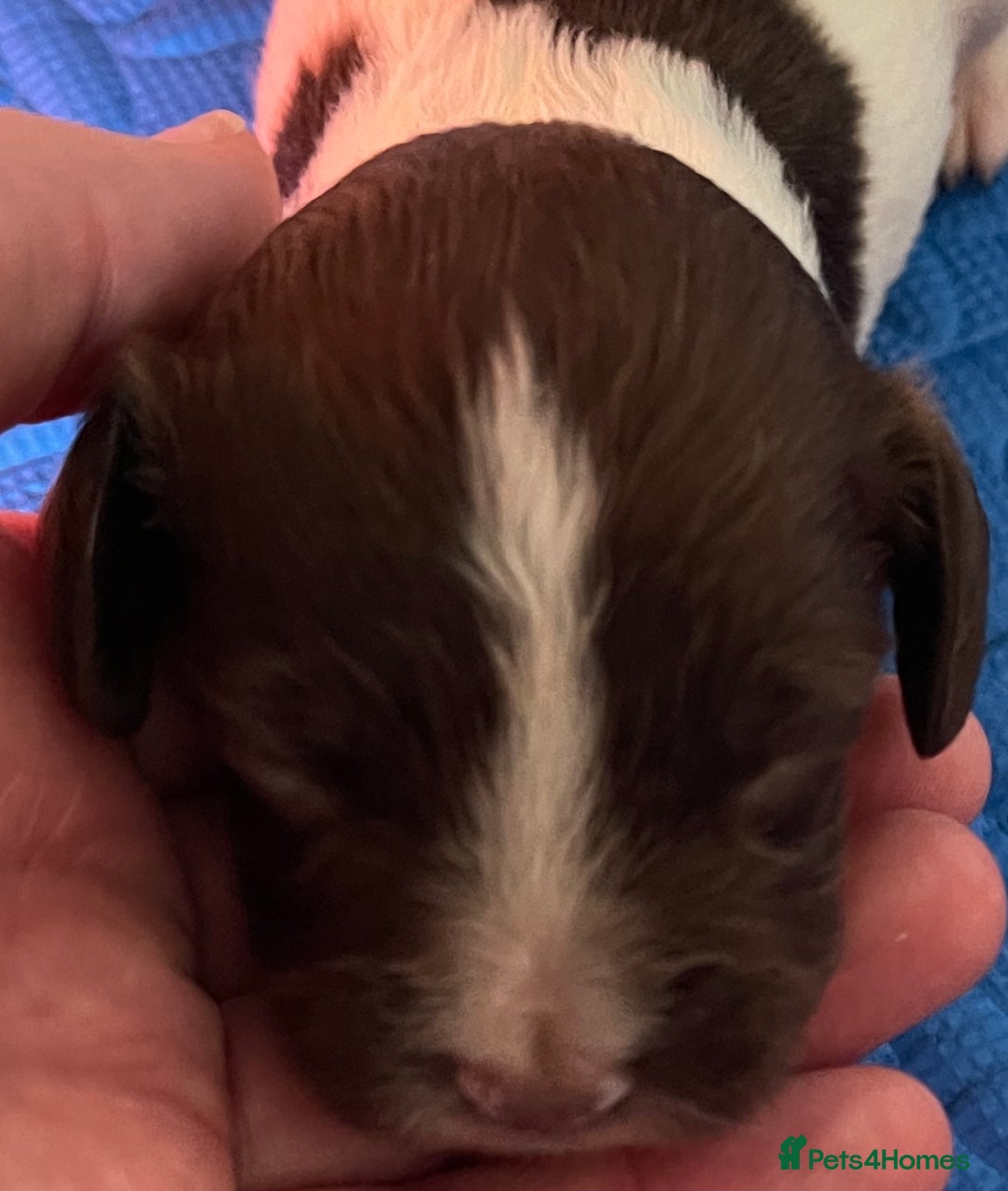 English Springer Spaniel dogs for sale: Beautiful English Springer Spaniel Puppies - Image 9
