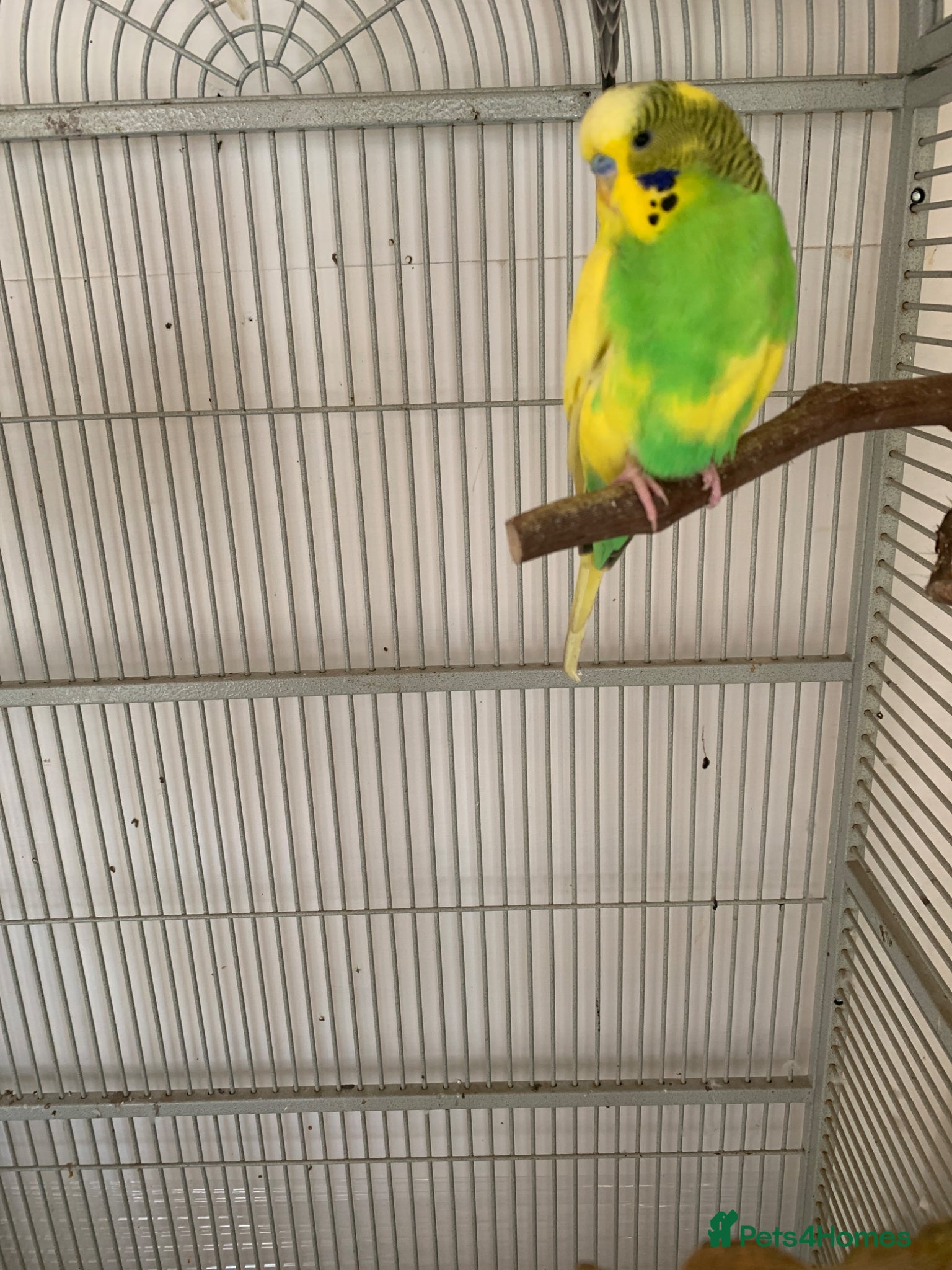 Budgerigars birds  budgie  - Advert 10