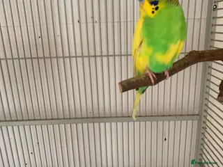 Budgerigars birds budgie - Advert 13