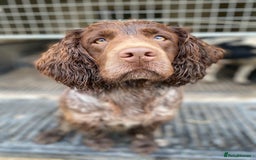 Cocker Spaniel dogs for sale: Beautiful cocker puppies - Image 18