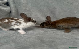 Rex rabbits for sale: Baby Rex baby’s ready in 3 weeks - Image 3