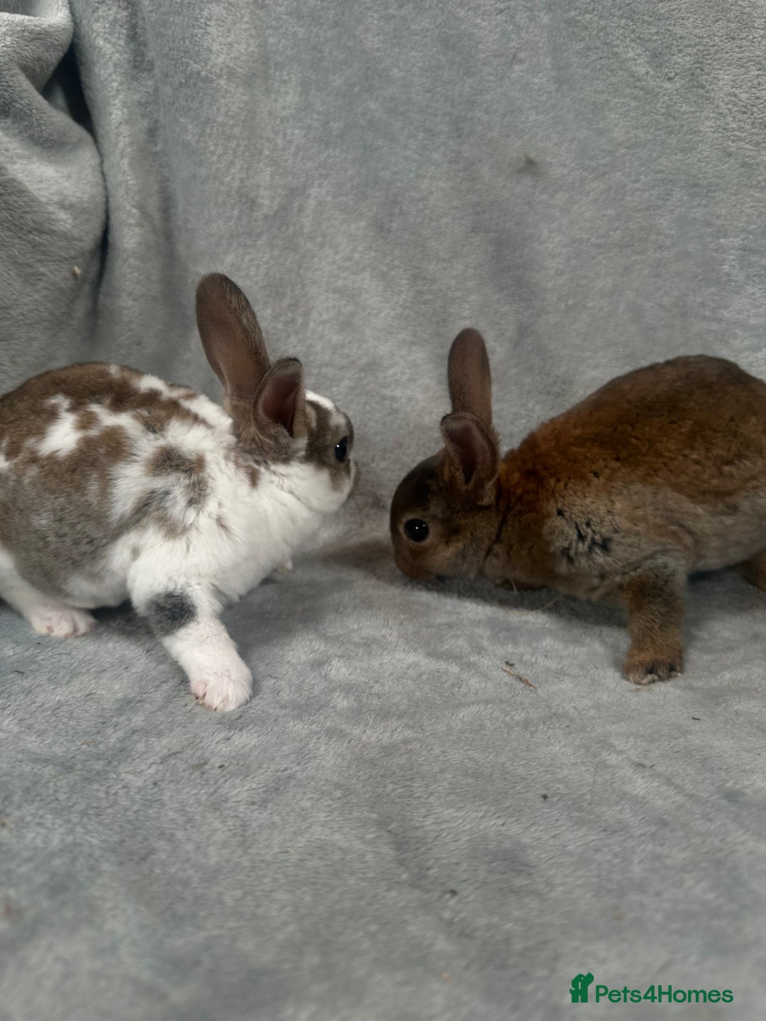 Rex rabbits for sale: Baby Rex baby’s ready in 3 weeks - Image 3