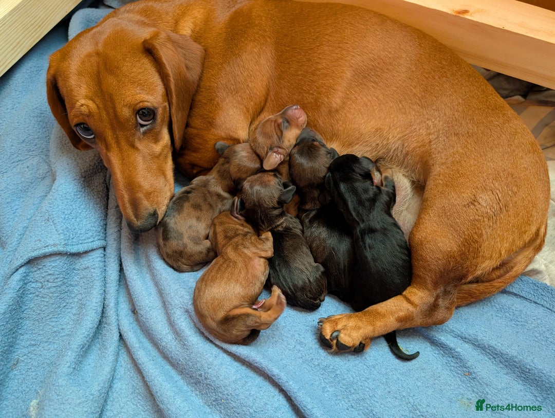 Miniature Dachshund dogs for sale: Ready to leave Miniature dachshunds cearphilly  - Image 7