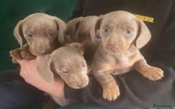 Miniature Dachshund dogs for stud: Isabella and Tan Stud in Sunderland - Image 11
