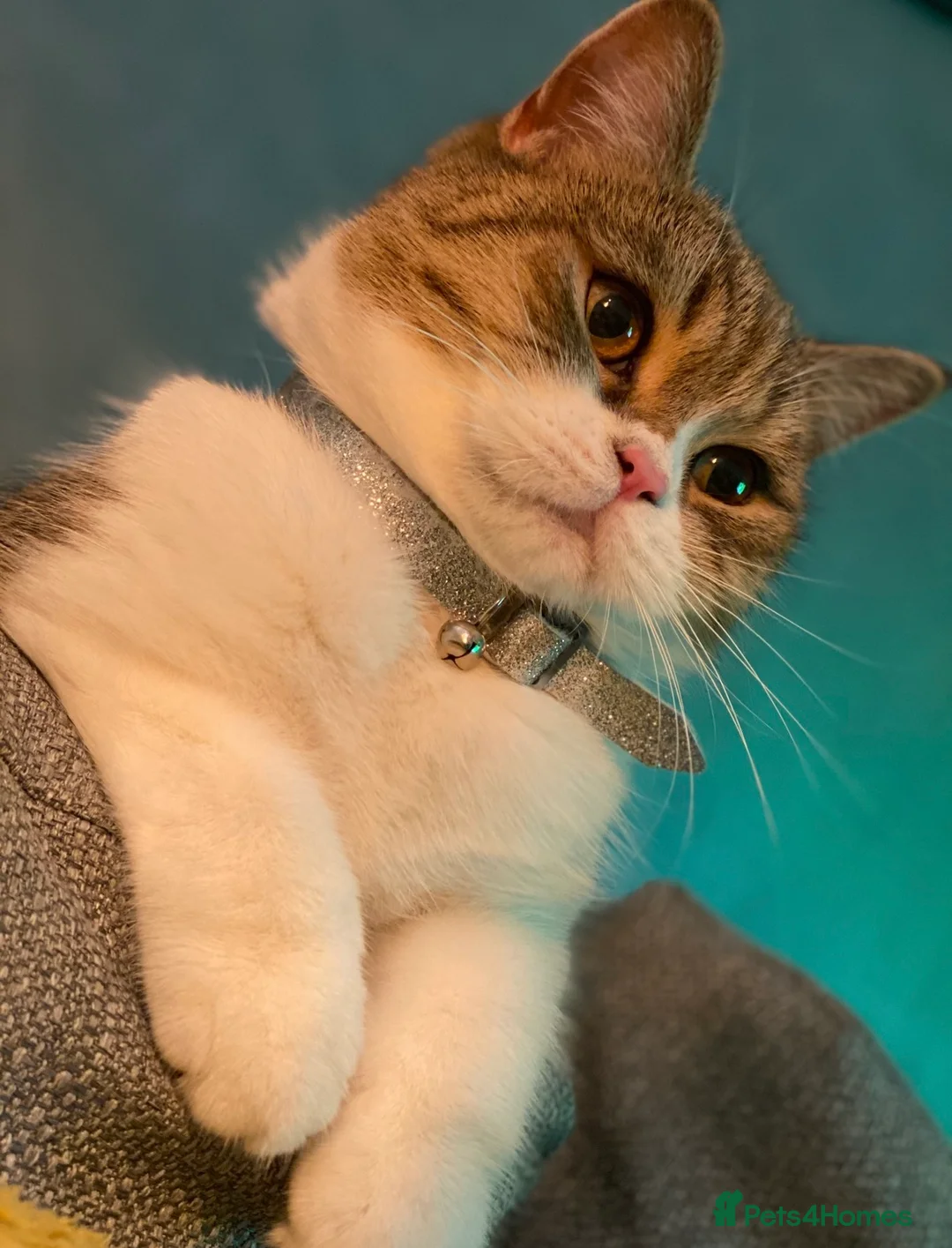 Scottish Fold cats for sale: Queen looking for forever home - Advert 1