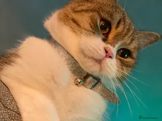 Scottish Fold cats Queen looking for forever home - Advert 1