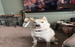 Mixed Breed dogs for sale: 2 year old Husky and 3 year old springer spaniel - Image 10