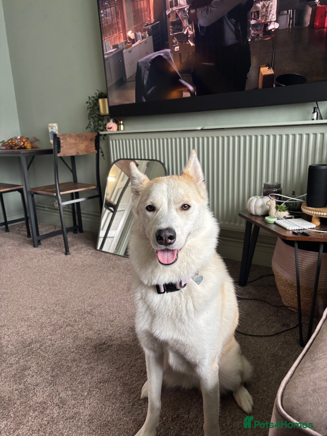 Mixed Breed dogs for sale: 2 year old Husky and 3 year old springer spaniel - Image 10