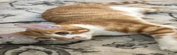 American Shorthair cats for sale: 5 kittens and 2 cats are looking for a new home.  - Advert 23