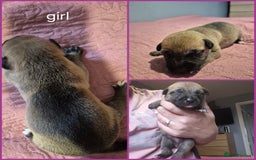 Mixed Breed dogs for sale: Mastiff cross staff puppies 🥰 - Image 8