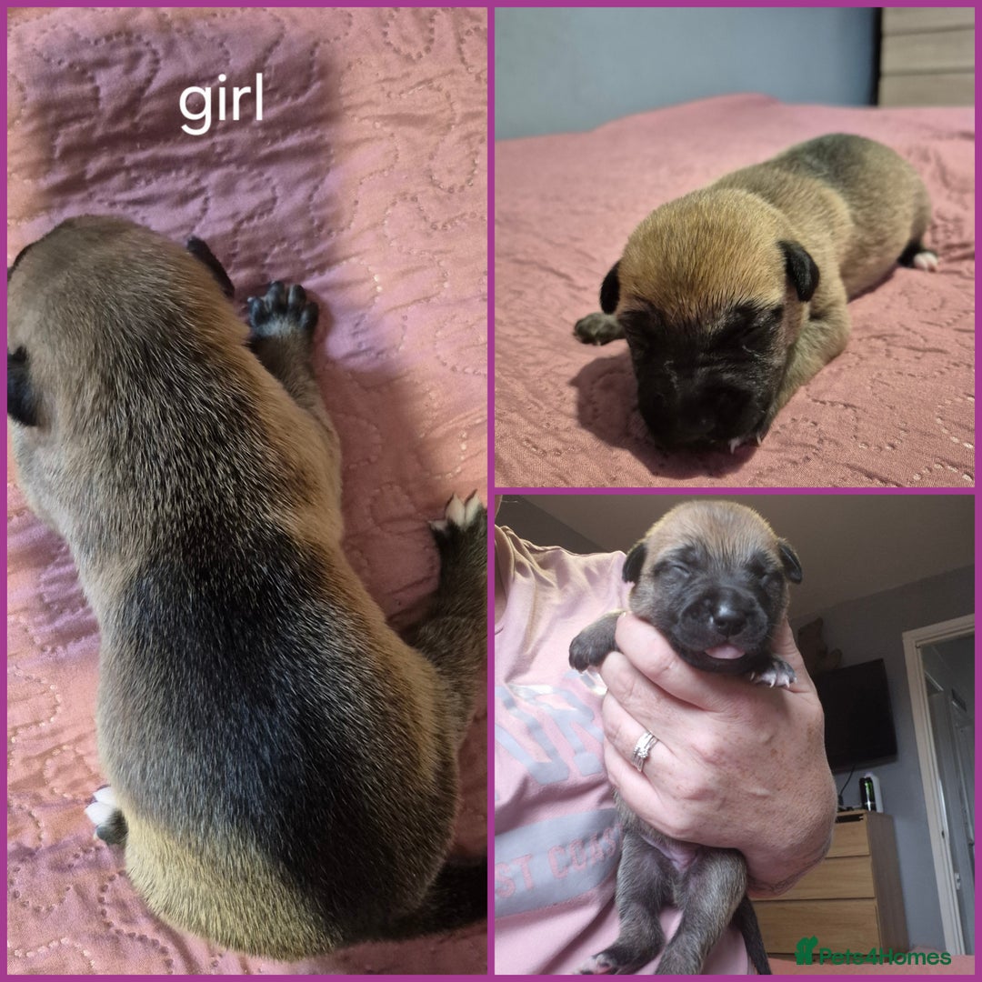 Mixed Breed dogs for sale: Mastiff cross staff puppies 🥰 - Image 8