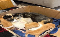 Scottish Fold cats for sale: Scottish Fold kittens for sale - Image 7