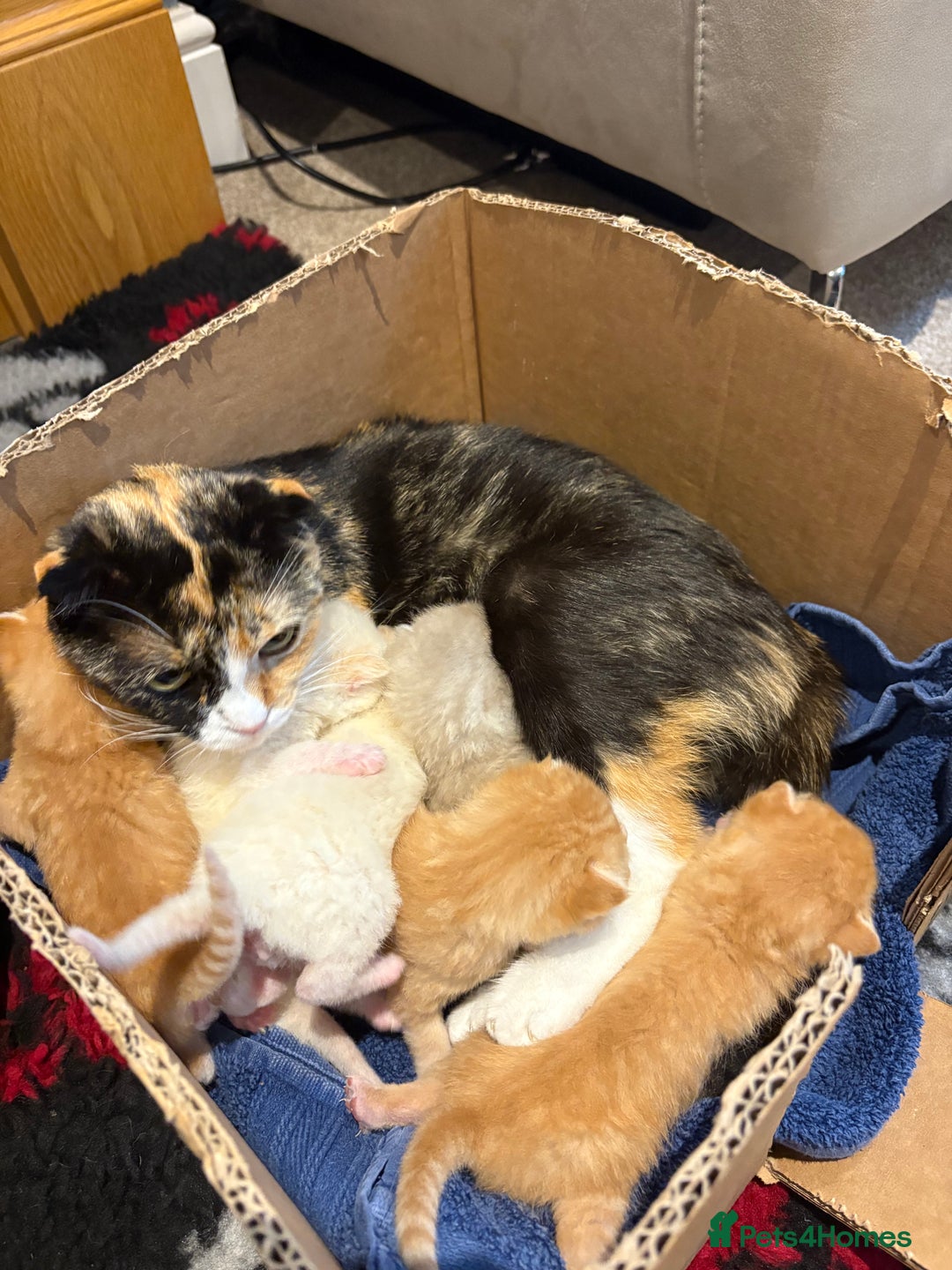 Scottish Fold cats for sale: Scottish Fold kittens for sale - Image 7