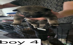 Mixed Breed dogs for sale: Northern Inuit cross American akita  - Image 9