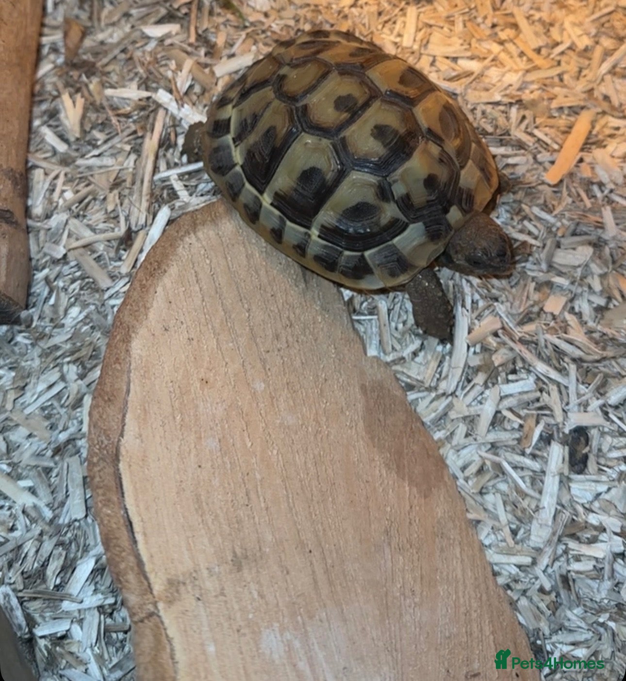 Hermann Tortoise reptiles for sale: Herman’s baby tortoise  - Advert 1