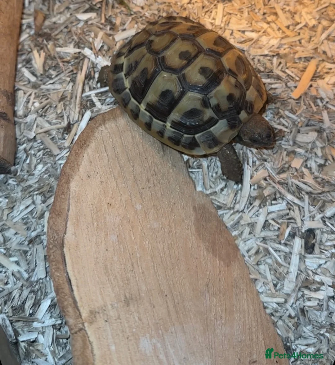 Hermann Tortoise reptiles for sale: Herman’s baby tortoise  - Advert 1
