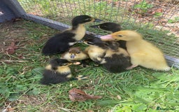 Ducks poultry for sale: Indian Runner Duck Ducklings + Fertile Eggs - Image 7